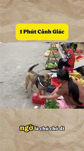 Chua chó có thể đi chợ giúp chủ mình.