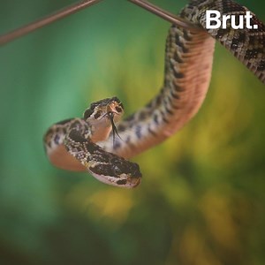 Two-headed snakes. Those actually exist 😱 | Brut nature