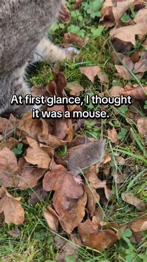 Meet the Common Shrew (Sorex araneus)