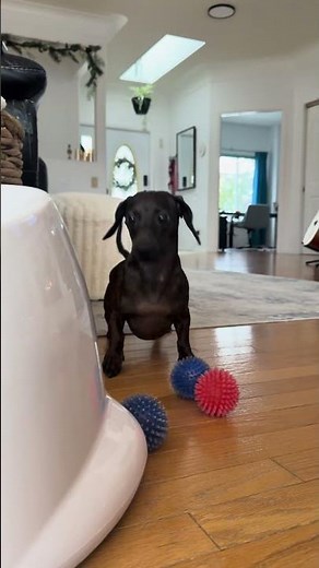 Dachshund Completely Confused by Too Many Balls