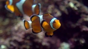 Slowmotion of false clown anemonefish or nemo, view on the underwater an Amphiprion ocellaris swim around an anemone in the coral reef
