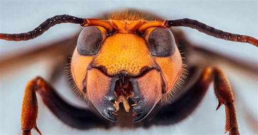 Invasive Asian hornets eating 1,400 native insect species in Europe