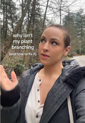 #tldr juice in the plant says “go up” because it think’s it’s in a race to get sun. When the juice can’t go up, it grows out. #plantadvice #houseplants #planttok #notching