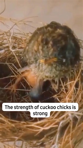 The strength of cuckoo chicks is strong #birds #bird #birdsofinstagram #birdwatching #birdphotography #birdlovers #bestbirdshots #animal #animals #animalphotography #wildlife #wildlifephotography #animalsofinstagram #birdlife #nature #naturelovers #wildlife_perfection #birdstagram #Usa #American #unitedstates | Animal Lovers
