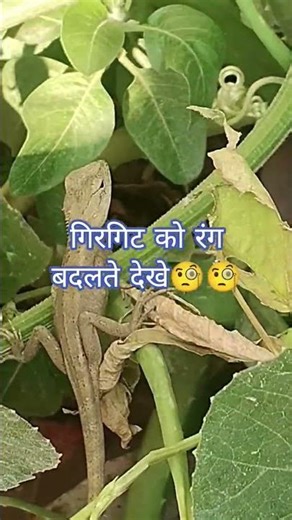 Girgit#shots #ytshorts #viral #viralvideo #trending #comedy