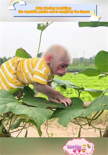 Baby Monkey Caught Vandalizing Vegetable Garden