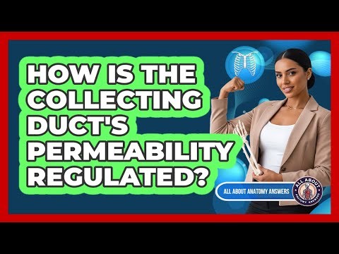 How Is The Collecting Duct's Permeability Regulated?