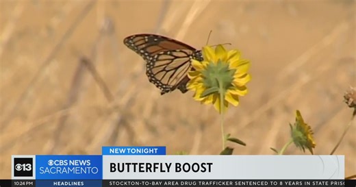 Yolo County offers boost to plummeting California monarch butterfly population
