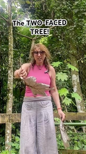 The TWO-FACED tree that describes TWO-FACED WOMEN! (Yagrumo Tree, Puerto Rico)