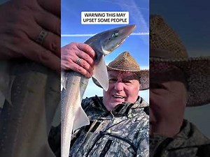 Preparing, skinning, filleting a dog fish, smooth hound, tope in 3 minutes.