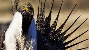 BLM will revisit sage grouse protections after Trump’s attempt to open habitat for mining