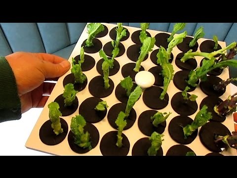 Aeroponics I Propagate Plants Fast & Easy From Cuttings I Clone King 36