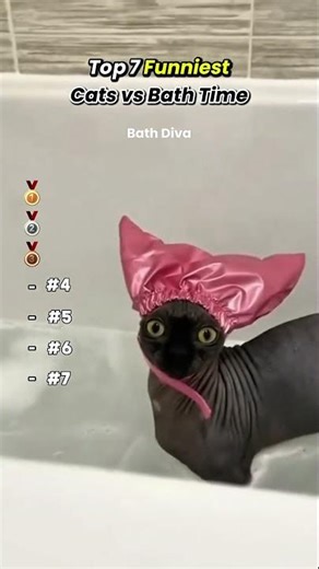 Funny Cats 🐈