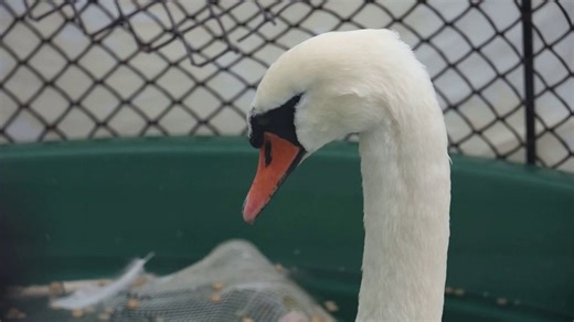 4.1K views · 216 reactions | This swan floats peacefully in his pool,...