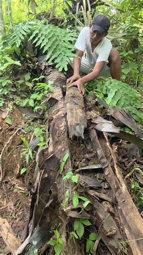 quail nest in coconut tree #hewanunik #nature