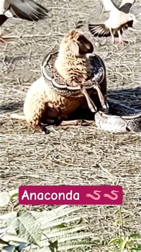 🪱 anaconda snake 🐍😝!#entertainment #viral #shortfeed
