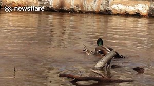 Mallard mating is really quite bizarre Via Newsflare | WHAT WE SEEE