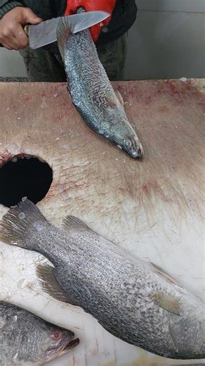 Quick and Clean Sea Bass Fish Cutting Tutorial