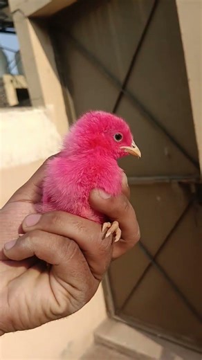 Little Pink Chick Close-Up | Heart Melting View #birdscage