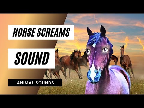 The Animal Sounds / Horse Screams Sounds / Sound Effect - Animation