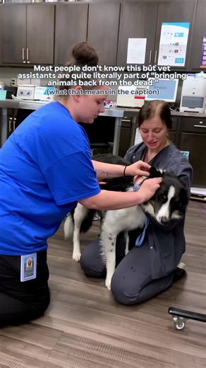 Behind the Scenes of Veterinary CPR Training