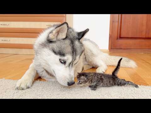 Giant Husky’s First Reaction to a Tiny Kitten Will Melt Your Heart!