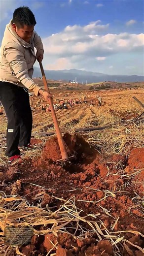 Farmer Digging Ginger: A Glimpse into Agricultural Labor
