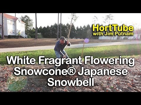 How to grow Snowcone® Japanese Snowbell - Beautiful White Fragrant Flowering Tree