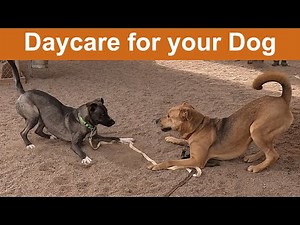 Dog TV Daycare #25