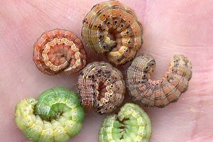 Managing corn earworm in an unusual year