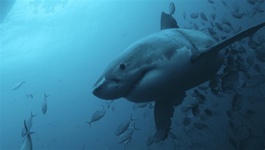 Do Sharks Have Bones?