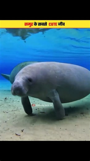 Amazing facts 24 on Instagram: "The cutest animals in the ocean #AllahKiCreation #OceanFacts #IslamicShorts #AmazingSeaCreatures #SubhanAllah #IslamicFacts #SeaLife #NatureByAllah #CuteSeaAnimals #DeepSeaMystery"