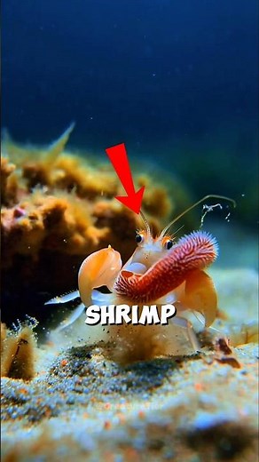 This Shrimp Creates Underwater Explosions 🦞🤯 #usa