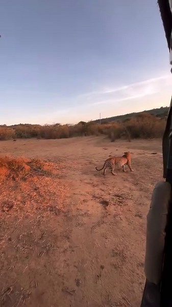 45 reactions | Reposted from @gearykenya A fat male #leopard is always a lovely sighting. We have had lots of leopards around #sosianlodge in the past week. Lions, Leopard and cub, cheetahs, Aardwolf, bat eared fox, Gerenuk, as well as fantastic bird life. #kenya #laikipia @sosianlodge | Wild Destinations | Facebook