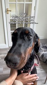 She whines when mom is gone 😂 ##dobermanpinscher #doglife | Moki The Dobie