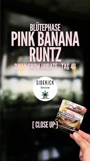 Close up - Pink Banana Runtz - Tag 46 | Dutch Passion