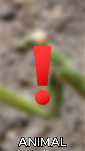 Real ALIEN Found on Earth? 👽🦗 (Close up Quiz)