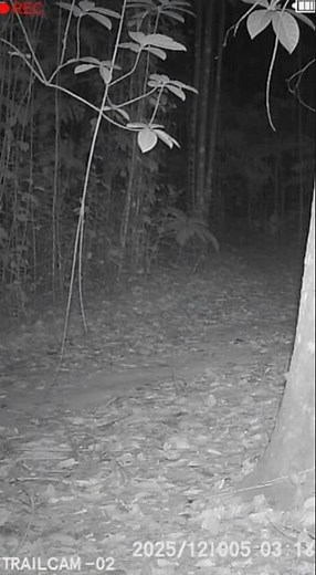 Tapir Attacked by Jaguar | Real Wildlife Attack Caught on Camera