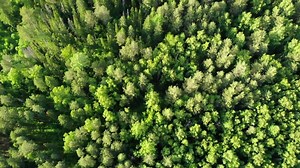 Green forest canopy aerial view montage