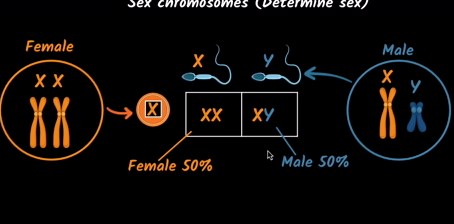 Sex determination in humans