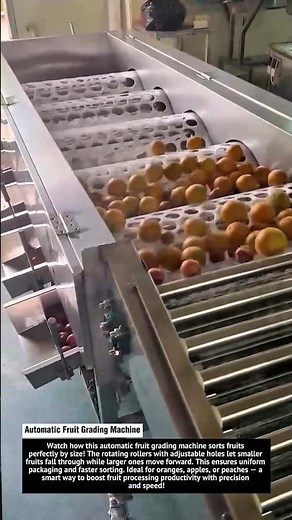 Automatic Fruit Grading Machine – Smart Sorting by Size!