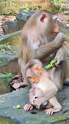 6.8K views · 118 reactions | Luna took Lynx to wait for food dropping | Nature Life | Facebook