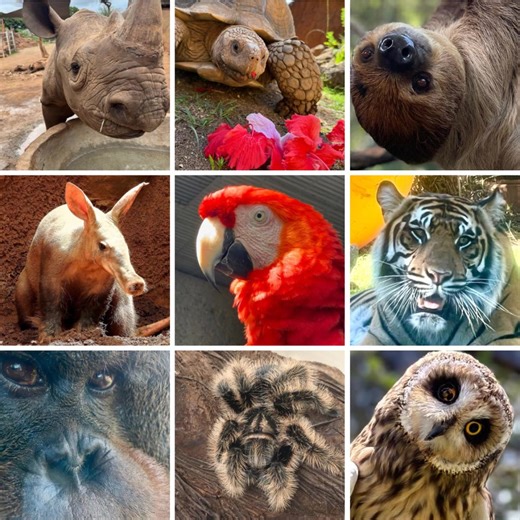 3.2K views · 273 reactions |  Happy World Wildlife Day! 女 Today,...