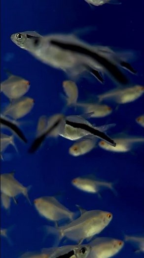 Penguin Tetra – Elegant Freshwater Swimmer! 🐟✨ #Shorts #LianaFish