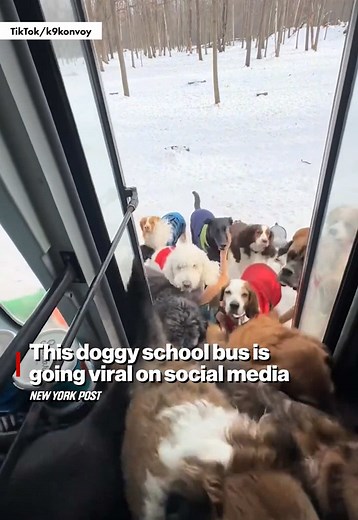 Old School Bus Transforms into Doggie Day Care Van