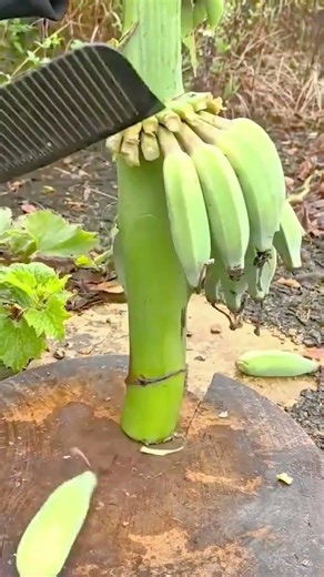 cutting small green bananas from the stem using a sharp knife on a wooden base in an outdoor garden