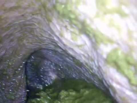 Rumen movements - Movimientos ruminales