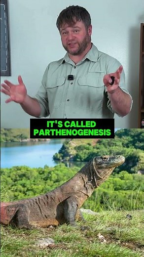 Komodo Dragon Reproduces Without a Male