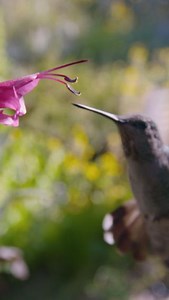 22K views · 604 reactions | Hummingbird magic ✨ "Hummingbirds of Hollywood" is now streaming on the PBS app. #NaturePBS | Nature | PBS | Facebook