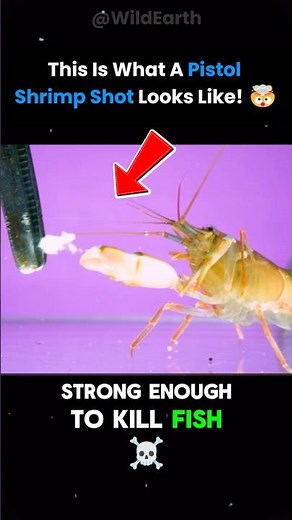 🦐 Pistol Shrimp vs Mantis Shrimp: The Loudest Shot vs the Fastest Punch